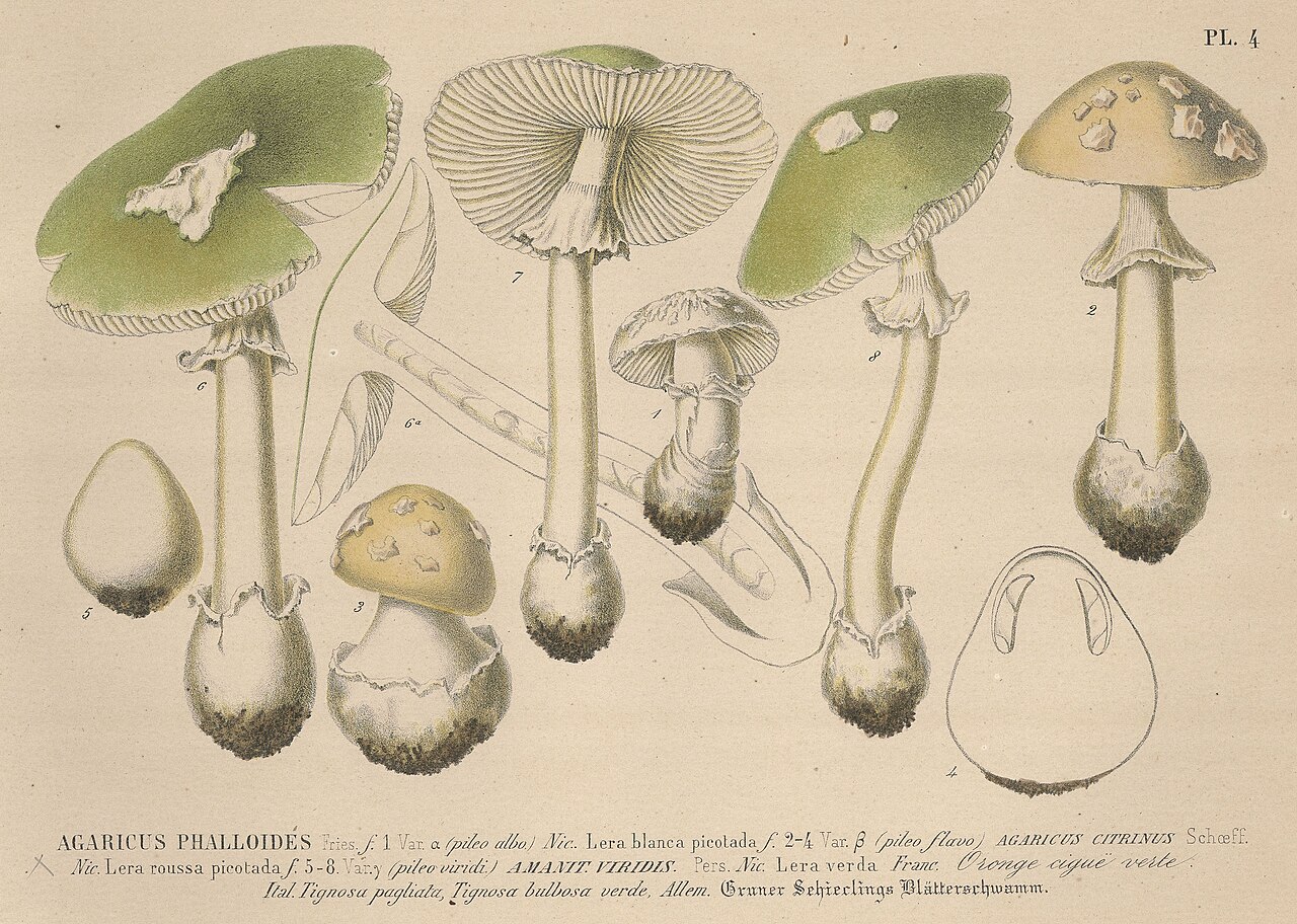 Barla · Les champignons de la province de Nice, 1859