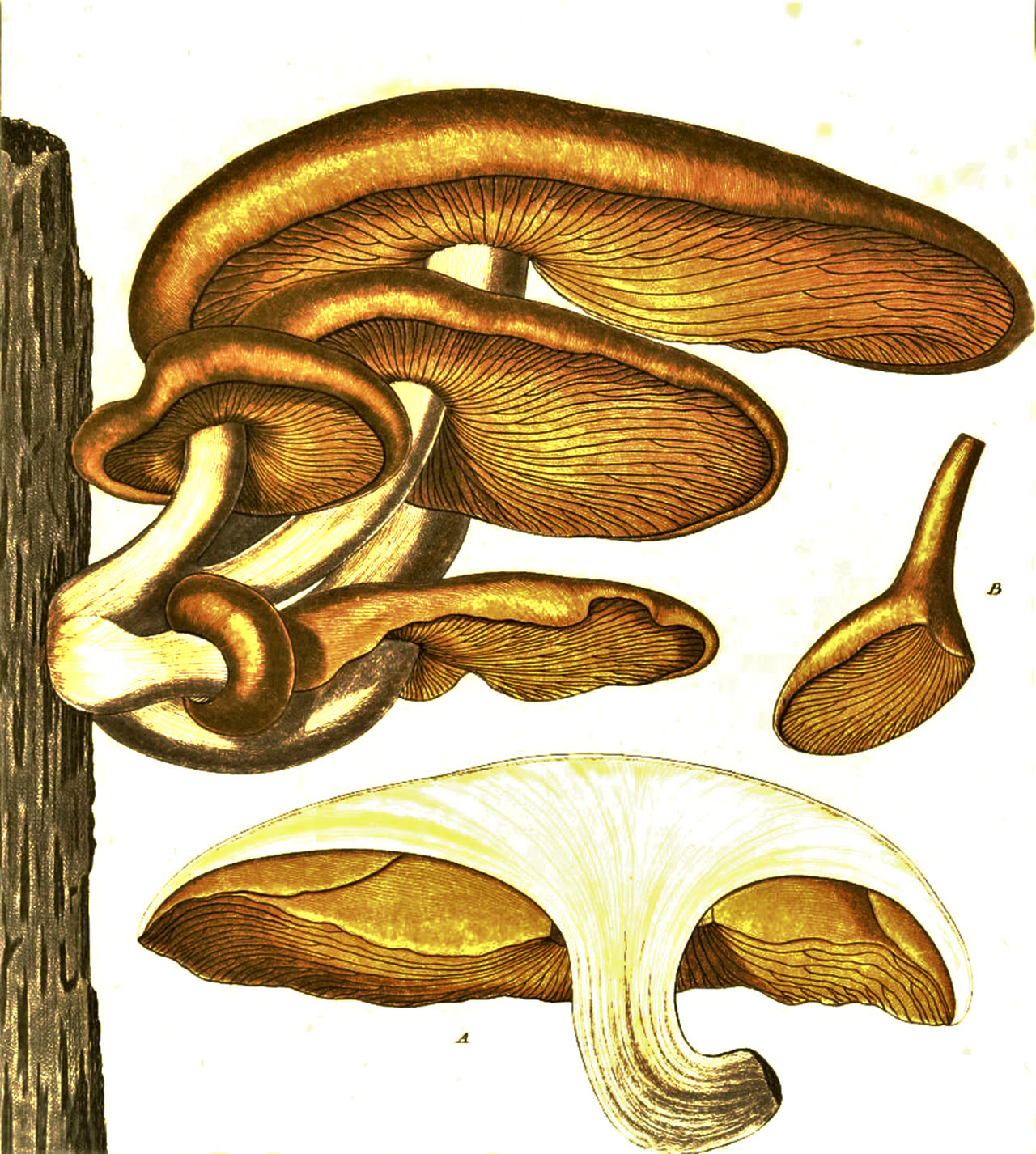 Bulliard · Rhodotus palmatus, plate 216, 1785