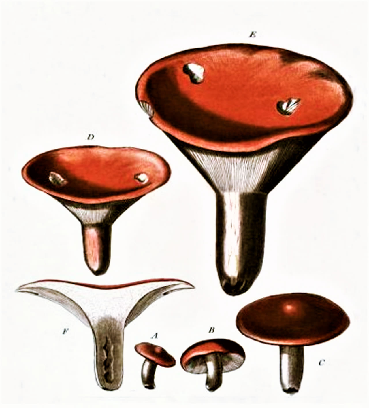 Bulliard · Russula sanguinea, 1781