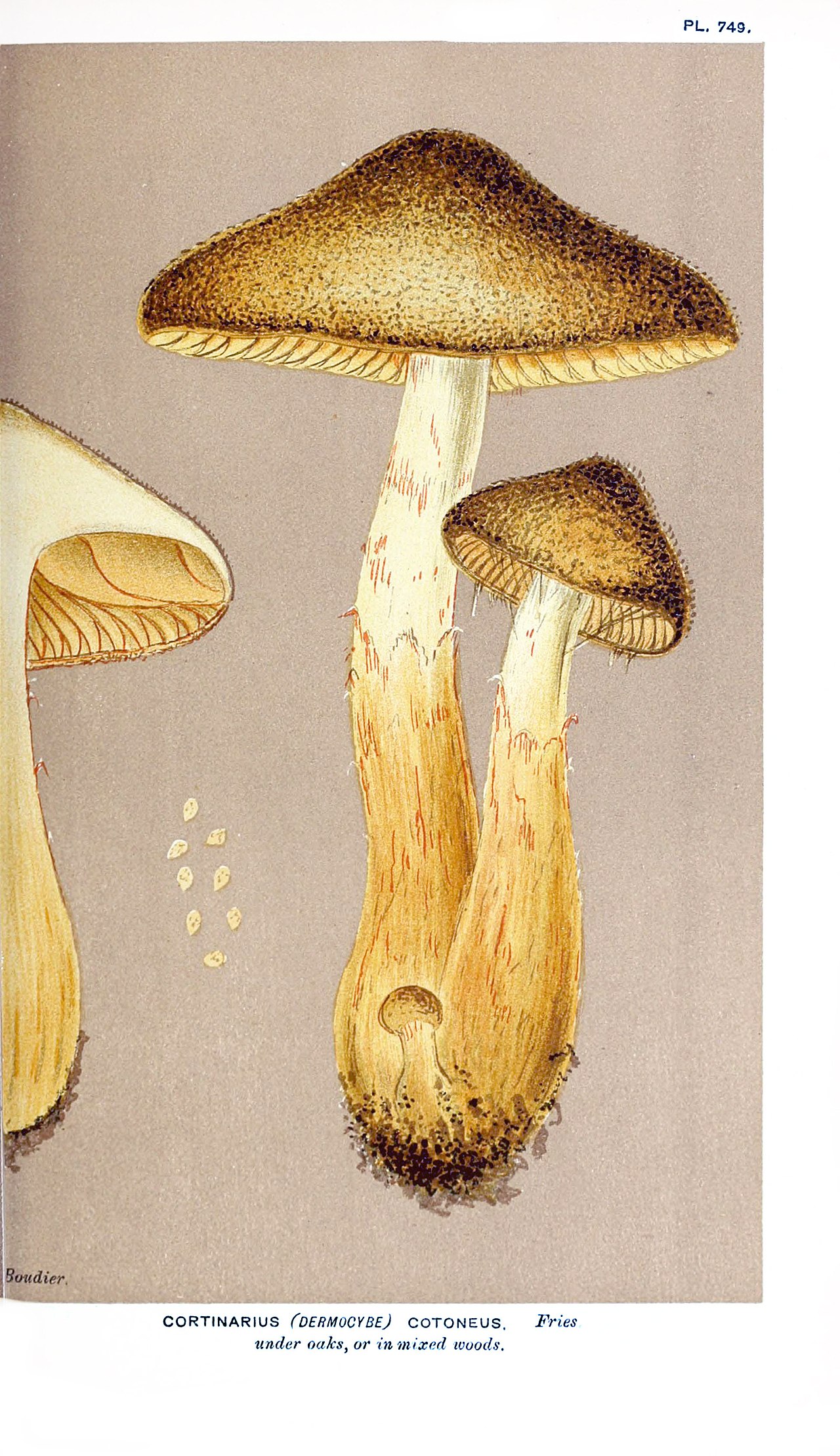 Cooke · Cortinarius cotoneus, Pl. 749, 1888