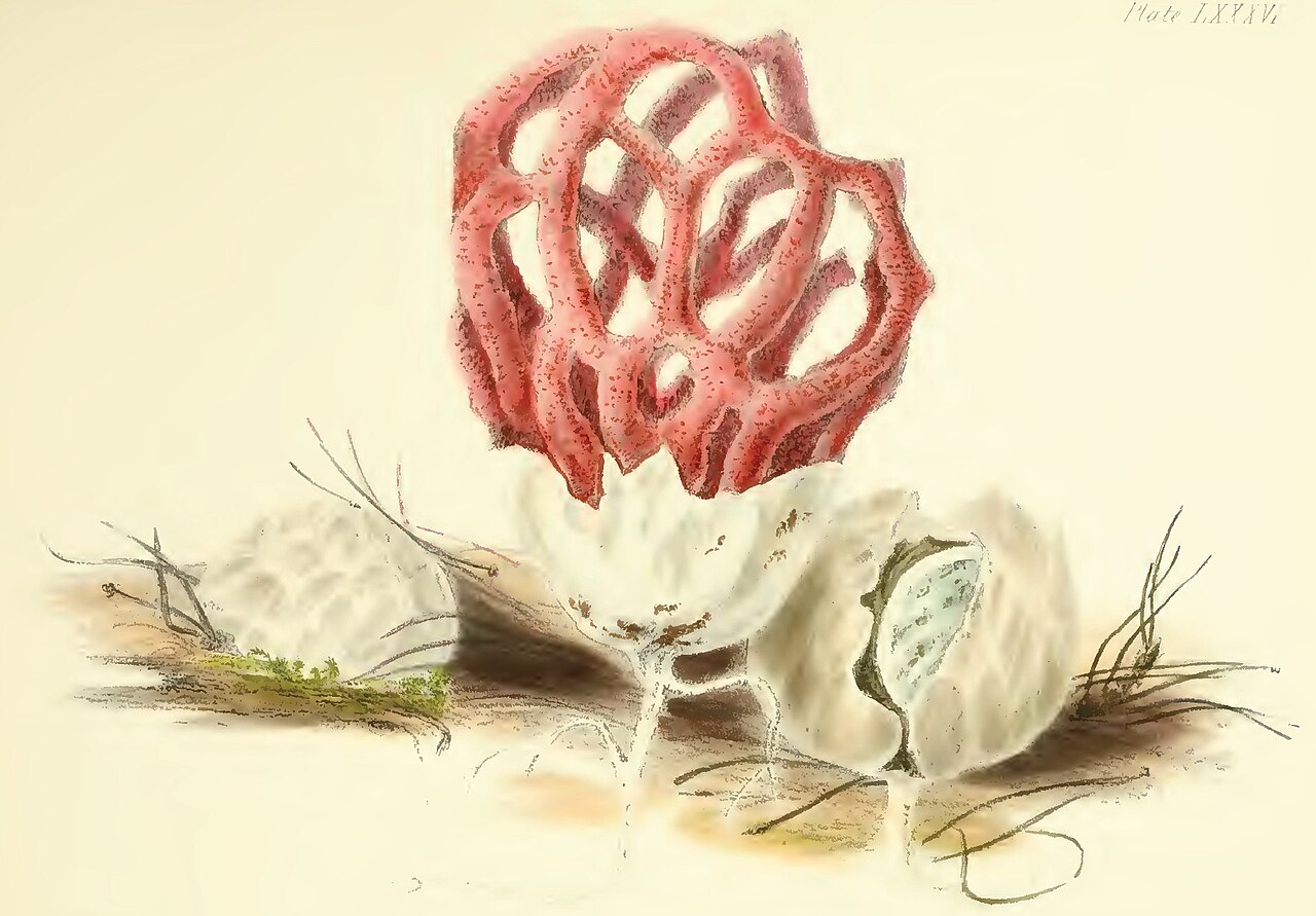 Hussey · Latticed stinkhorn (Clathrus ruber), 1847