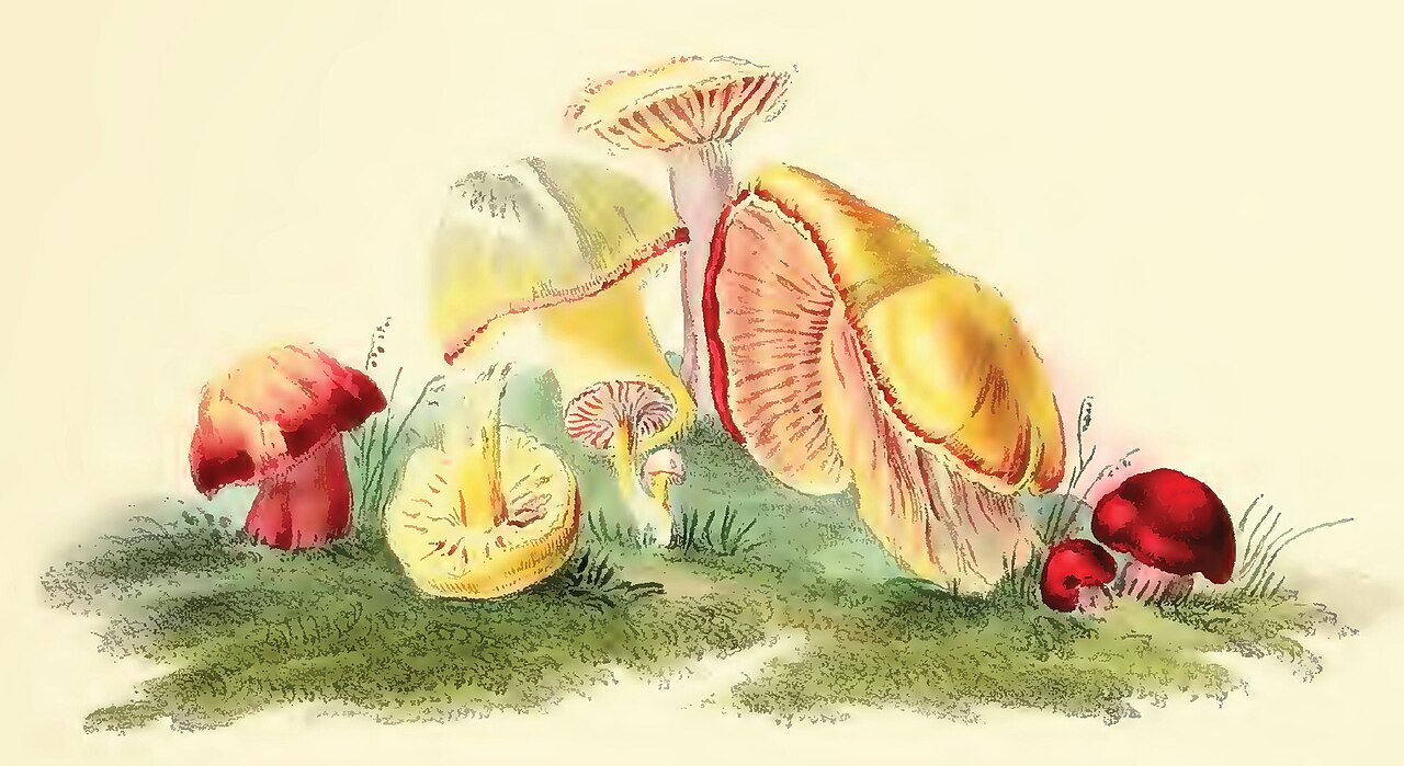 Hussey · Scarlet waxcap (Hygrocybe coccinea), 1847