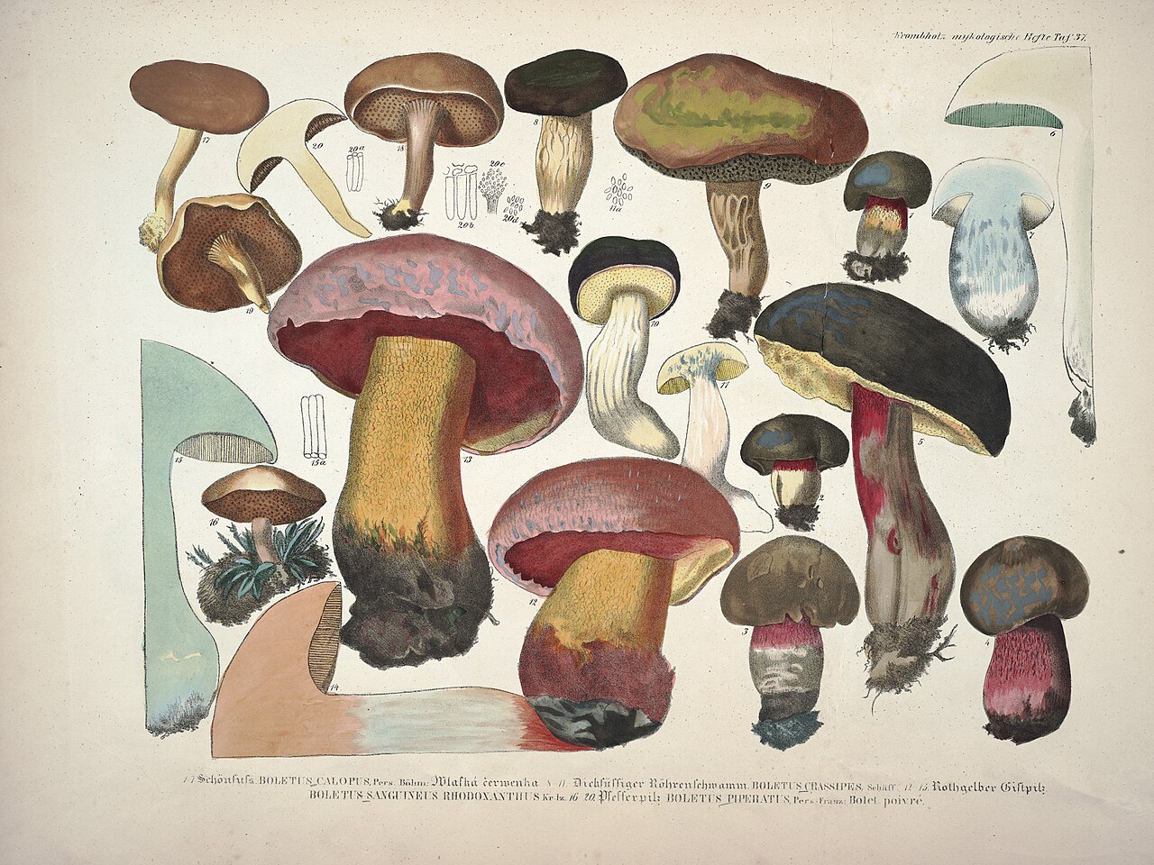 Krombholz · Schwämme, Tafel 37, 1831–46