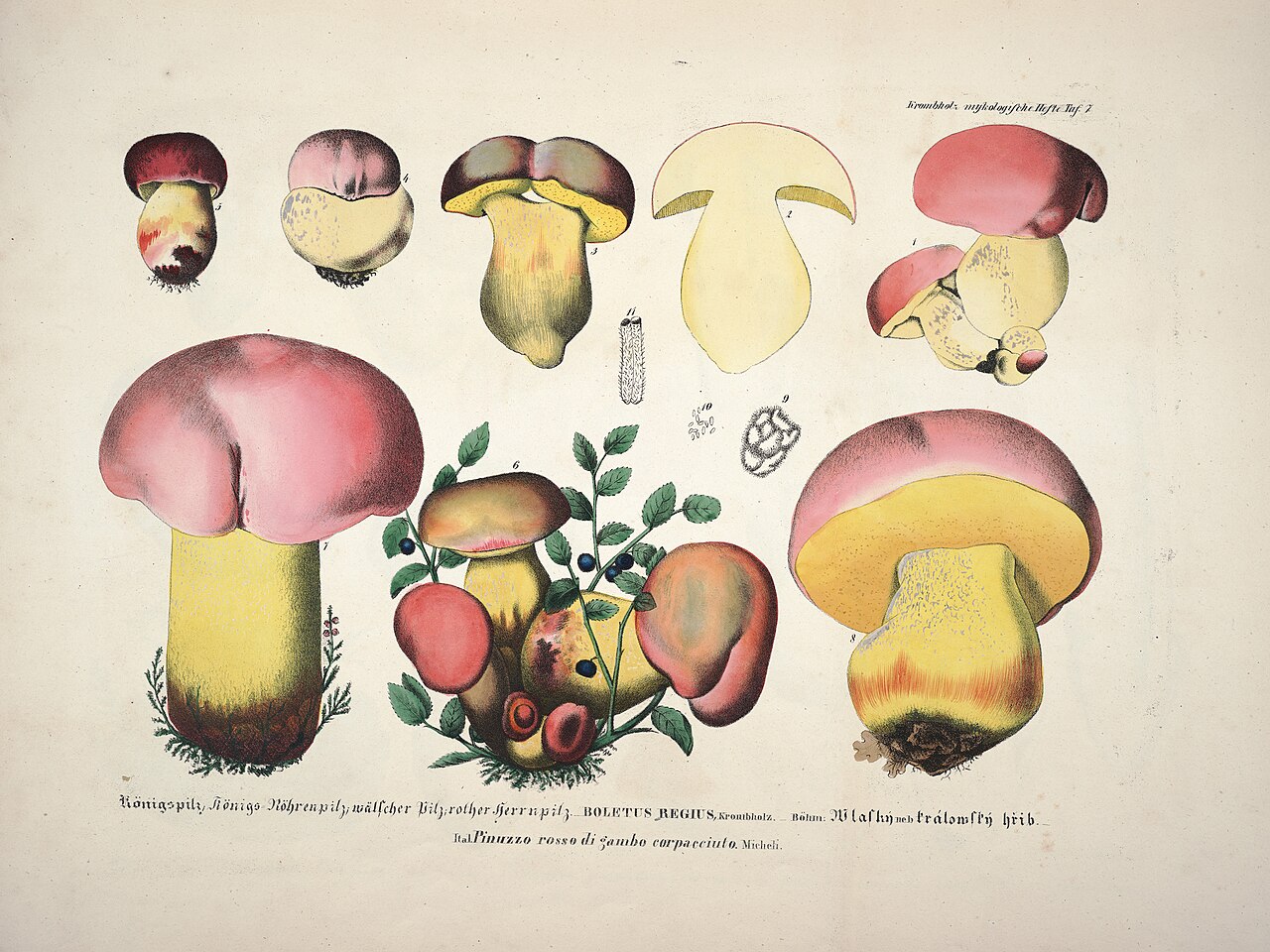 Krombholz · Boletus regius, Tafel 7, 1831–46