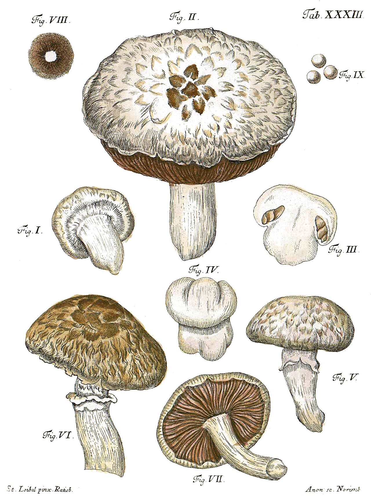 Schäffer · Meadow mushroom (Agaricus campestris), 1762–74