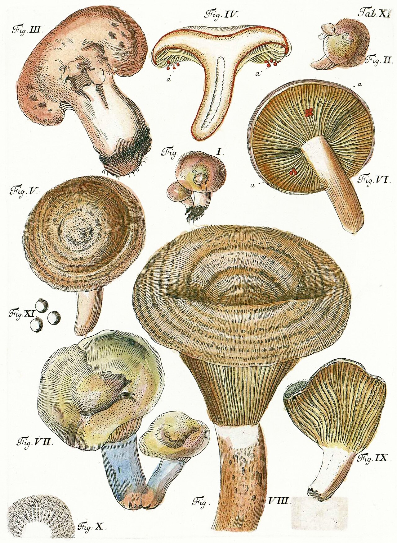 Schäffer · Saffron milkcap (Lactarius deliciosus), 1762–74