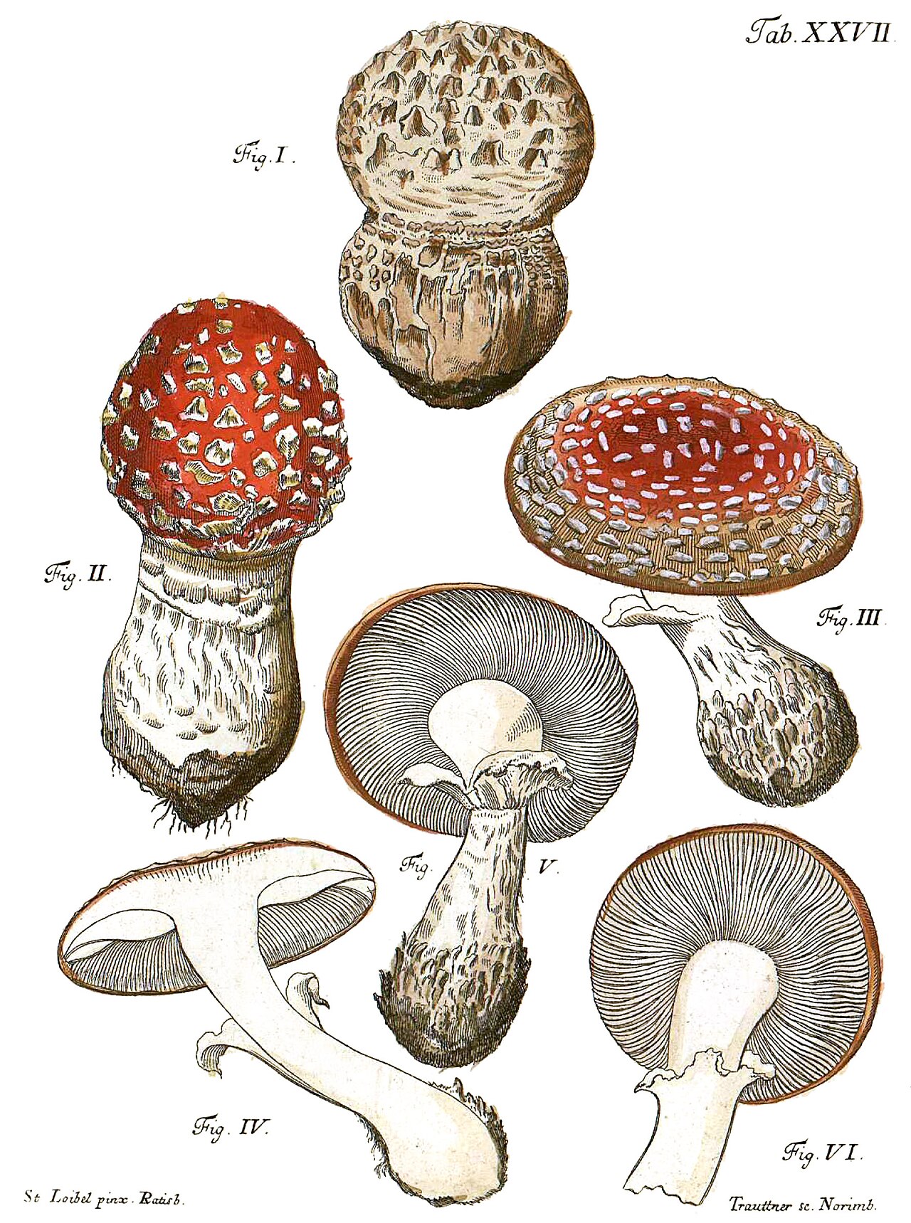 Schäffer · Fly agaric (Amanita muscaria), 1762–74