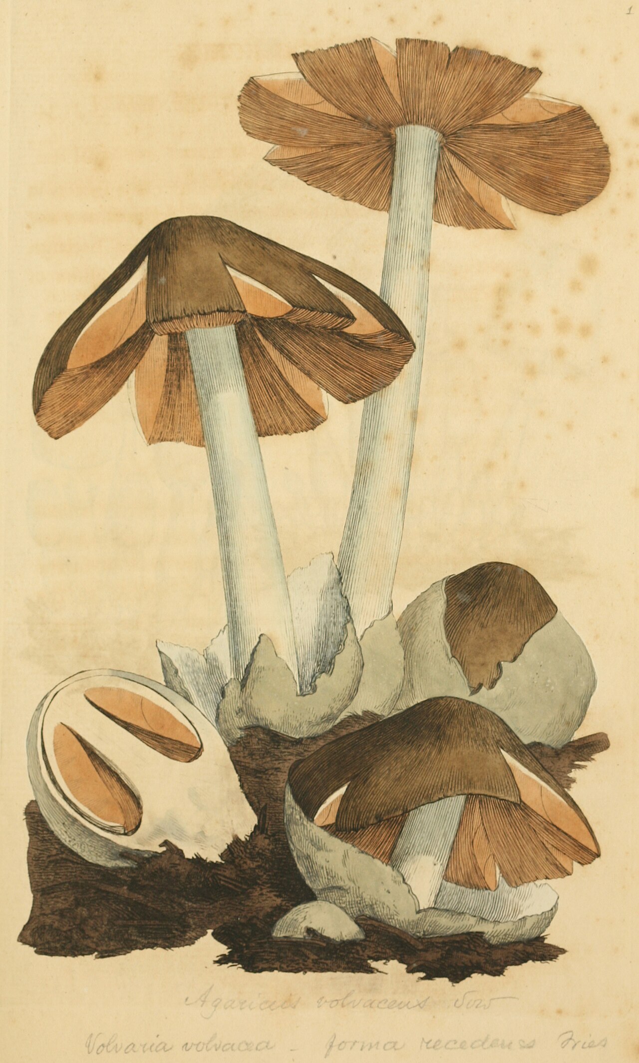 Sowerby · Straw mushroom, Tab. 1, 1797